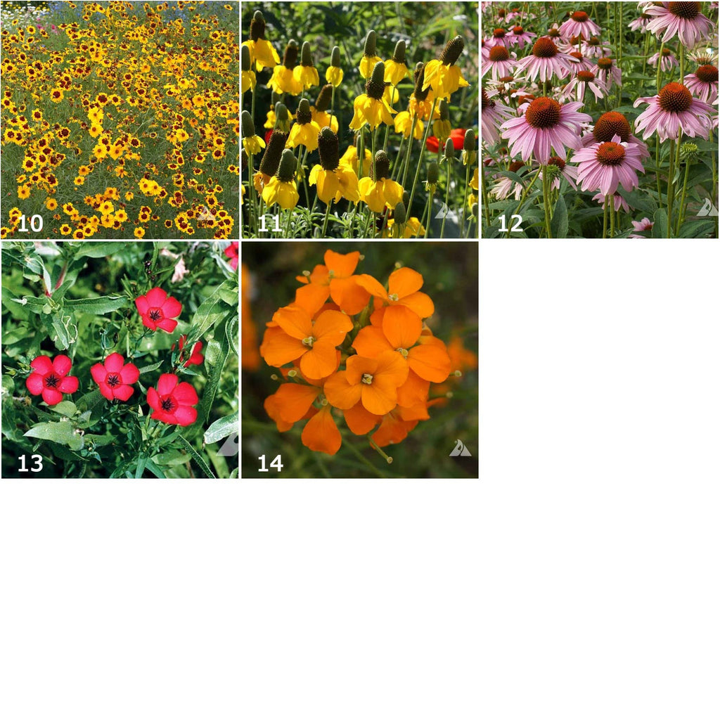 Garden Sprinkles Wildflowers | Spring flowers