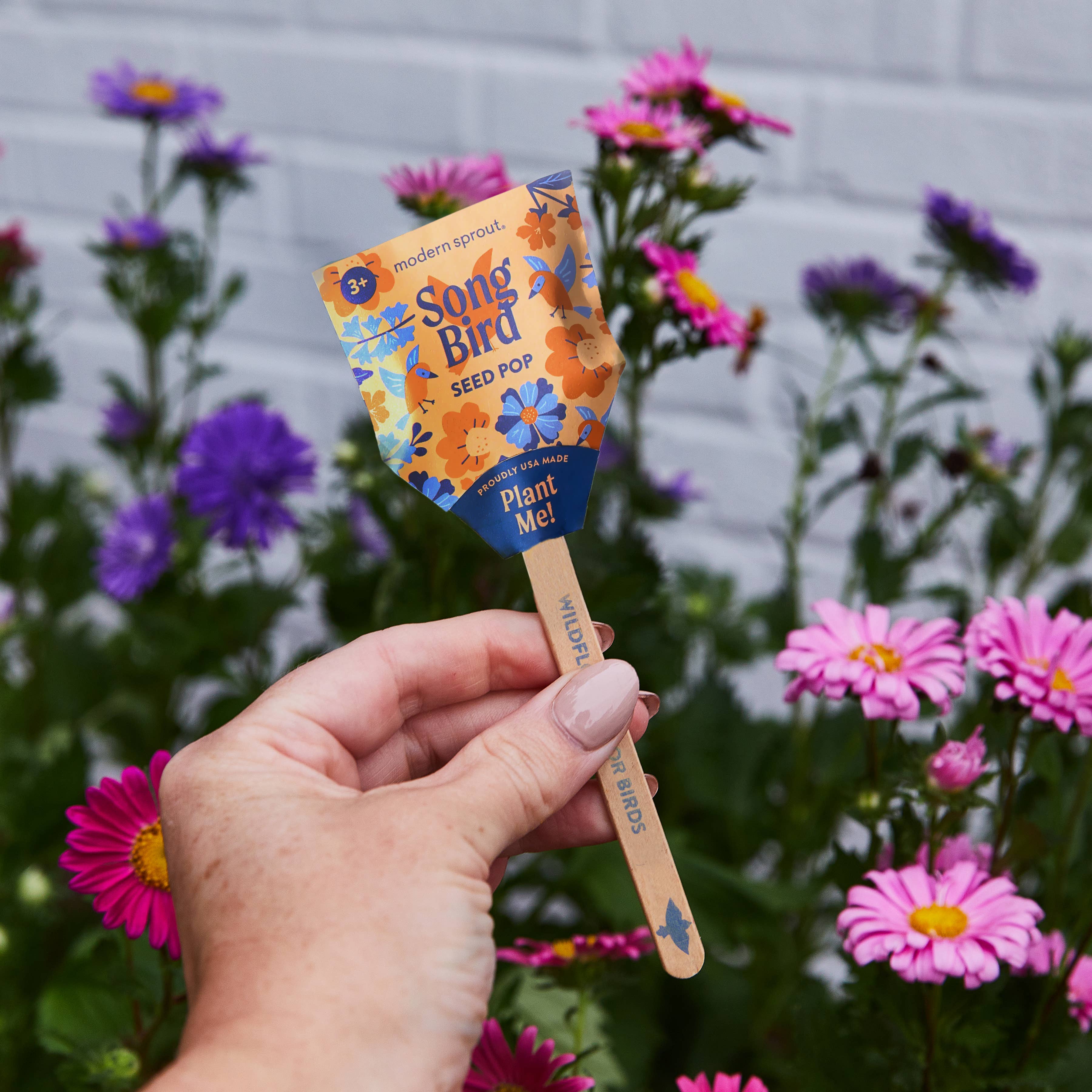 Pollinator Seed Pops - 36 Pk + Display