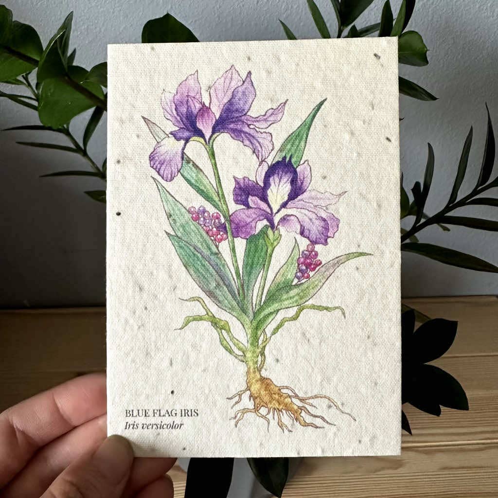 Iris Plantable Wildflower Seed Greeting Card