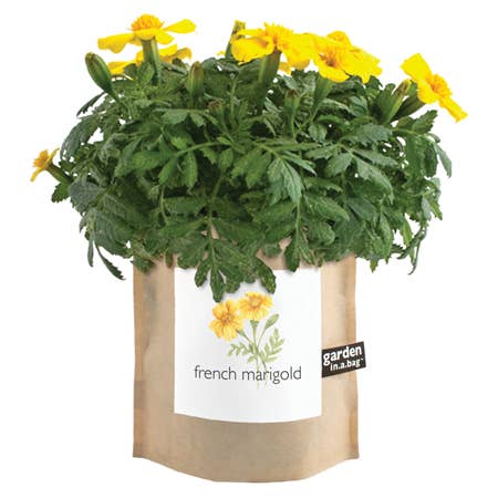 Garden in a Bag French Marigold | Cheerful Floral Gift