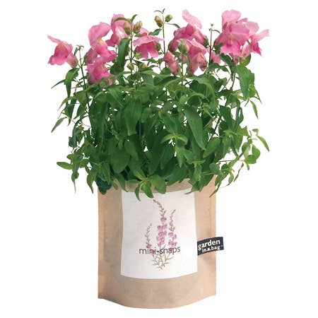Garden in a Bag Snapdragon | Spring Flower Gift