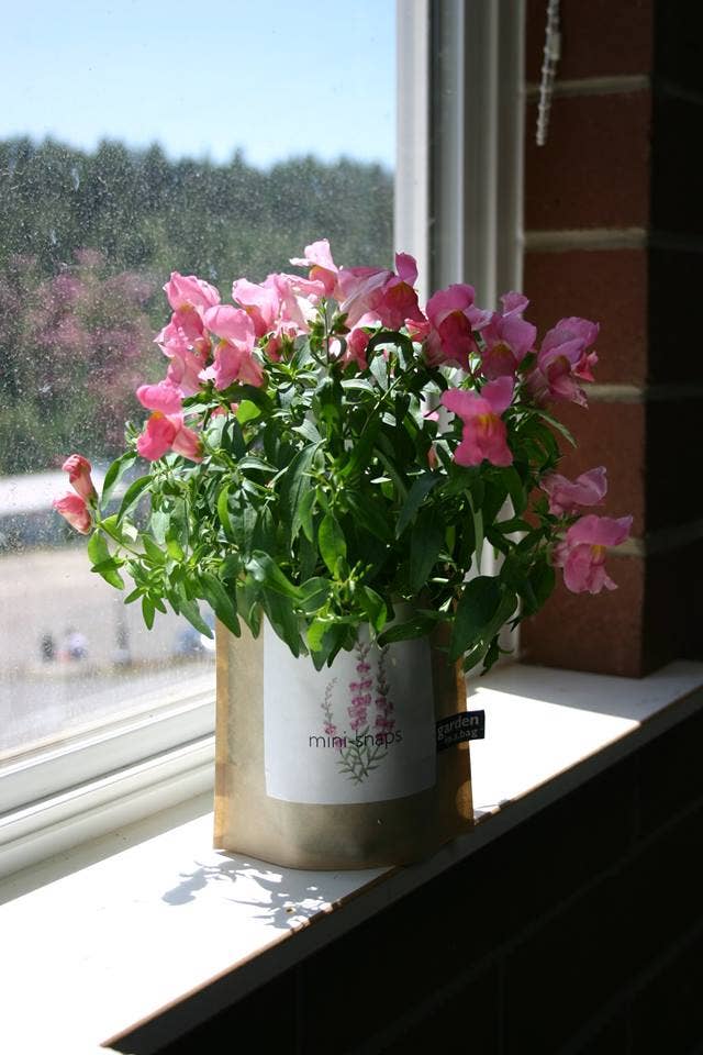 Garden in a Bag Snapdragon | Spring Flower Gift