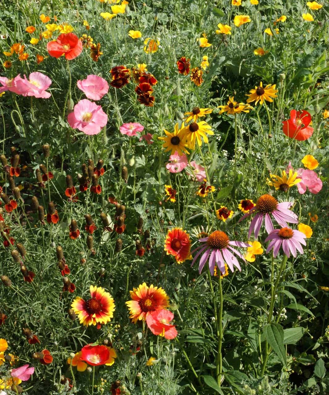 Garden Sprinkles Wildflowers | Spring flowers