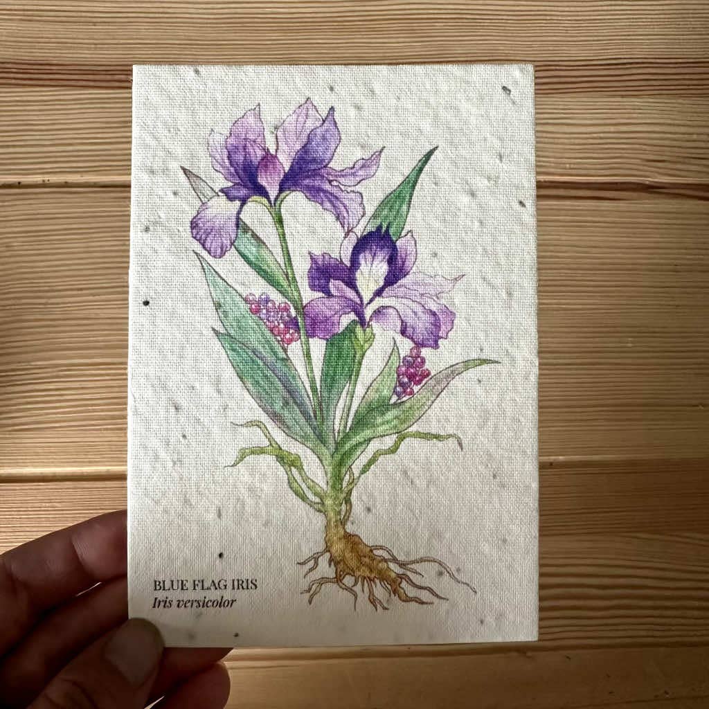 Iris Plantable Wildflower Seed Greeting Card