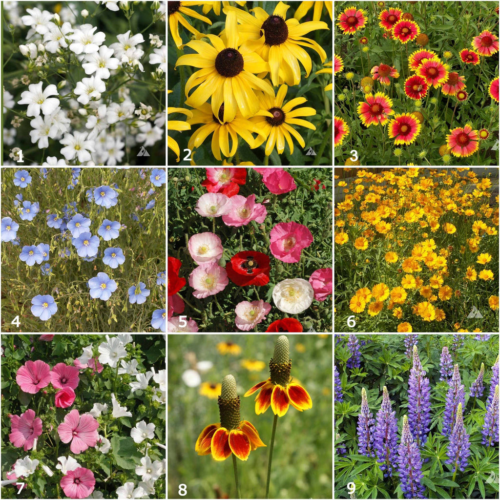 Garden Sprinkles Wildflowers | Spring flowers