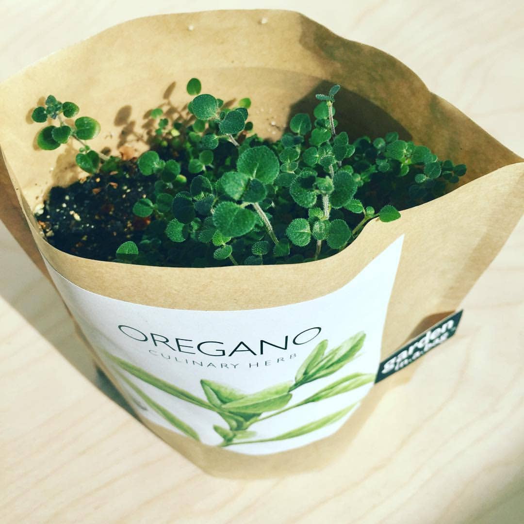 Garden in a Bag | Oregano |Spring Kitchen Garden Gift