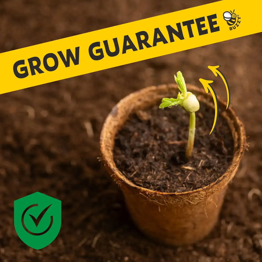 Pansy Grow Kit | Soda Can Planter | Indoor Gardening Kit