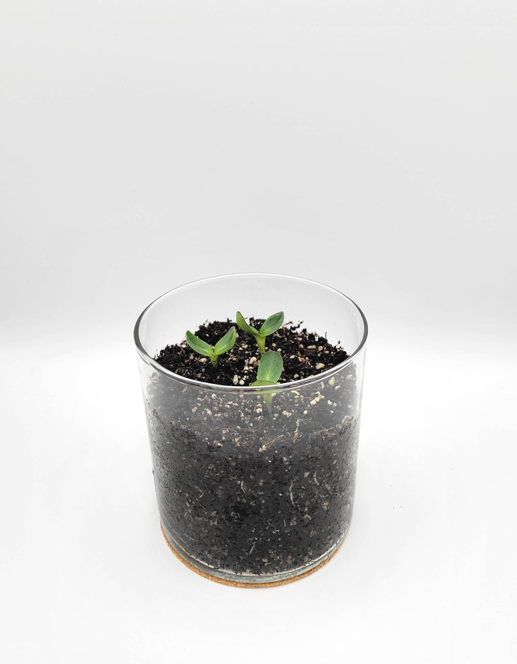 Essential Thank You Sunflower Garden | Just Because Gift