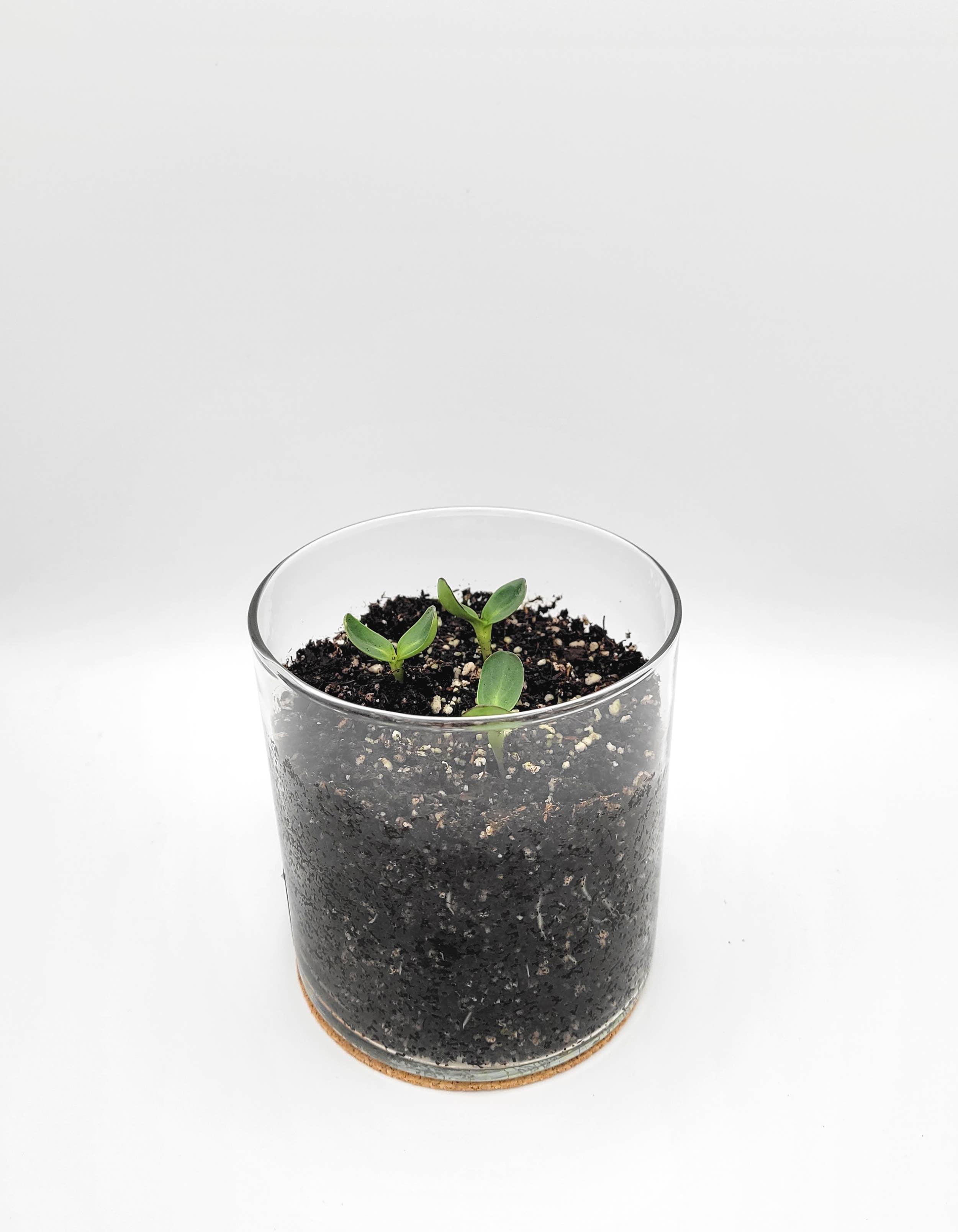 Essential Thank You Sunflower Garden | Just Because Gift