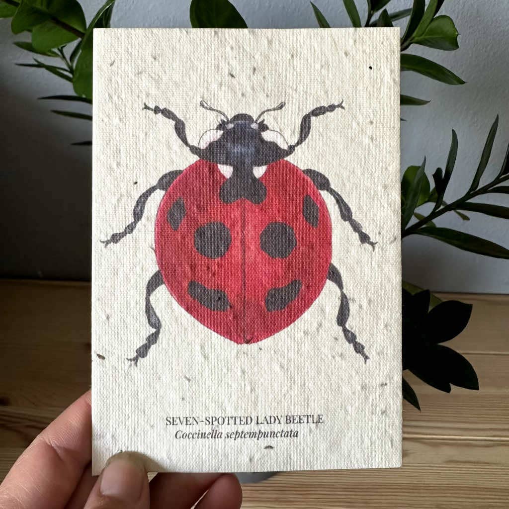 Lady Bug Greeting Card Plantable Wildflower Herb Seed Card