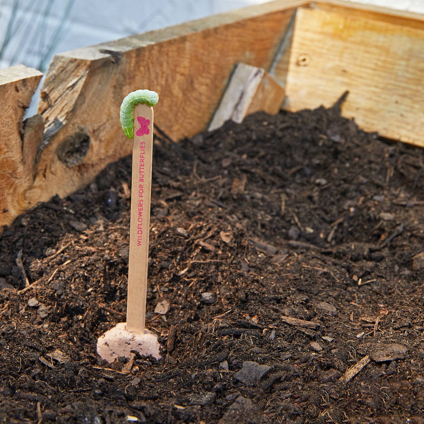 Pollinator Seed Pops - 36 Pk + Display